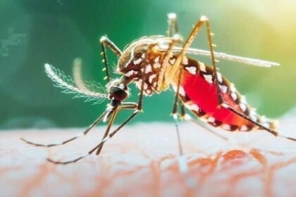 ডেঙ্গুতে একদিনে আরও ৫ জনের মৃত্যু, হাসপাতালে ভর্তি ১ হাজার ৩৬৬