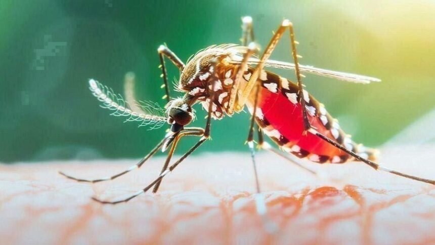 ডেঙ্গুতে একদিনে আরও ৫ জনের মৃত্যু, হাসপাতালে ভর্তি ১ হাজার ৩৬৬